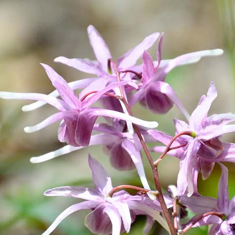 Epimedium