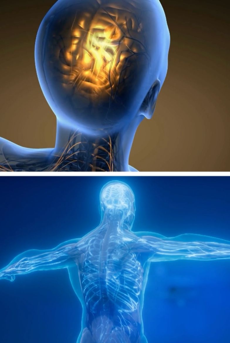 brainbody