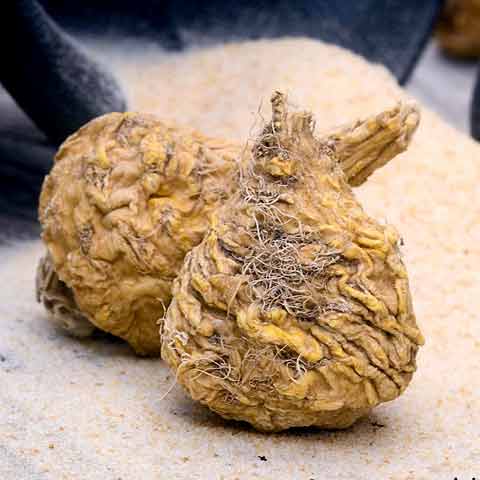 Black Maca